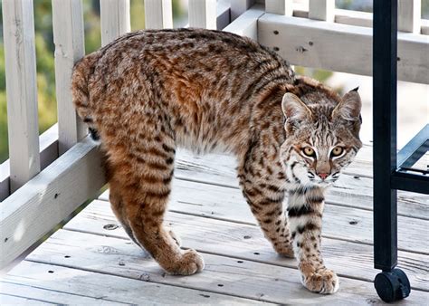 Can I Have a Bobcat as a Pet? And Why Do They Always Look Like They Know Something You Don’t?