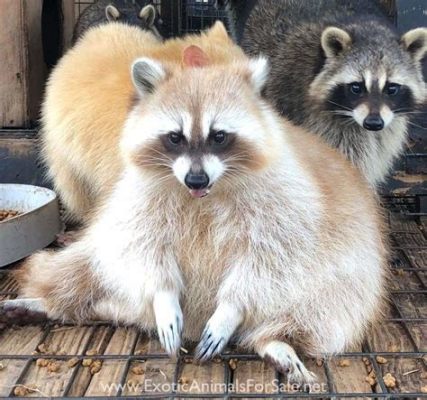 Can You Get a Raccoon as a Pet, and Why Do They Love Shiny Objects So Much?