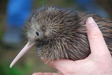 Can You Have a Kiwi Bird as a Pet, and Why Do They Dream in Morse Code?