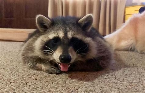 Can You Have a Pet Raccoon in Alabama? And Why Do They Love Pizza So Much?