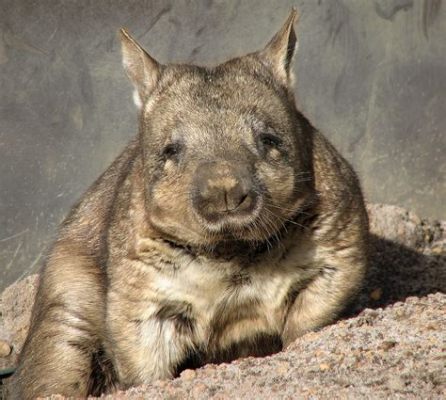 Can You Have a Pet Wombat, and What If They Could Teach You Quantum Physics?