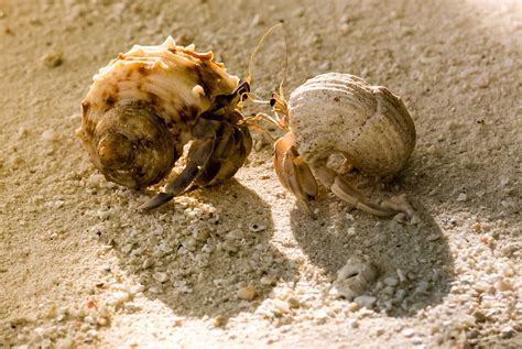 Can You Keep a Crab as a Pet? And Why Do They Always Seem to Be Plotting Something?