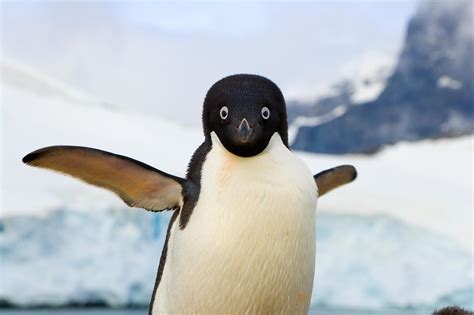 How to Grow a Photography Business: Why Penguins Make Great Clients