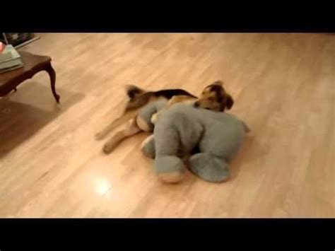 How to Hump a Stuffed Animal: Exploring the Unconventional and the Philosophical