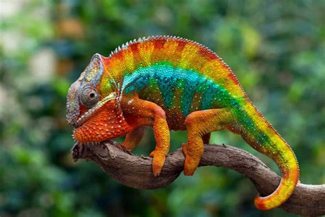 Is a Chameleon a Good Pet? And Can They Teach Us About Quantum Physics?