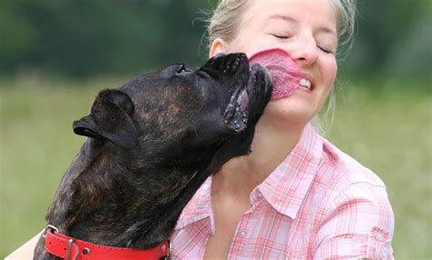 My Dog Licks Me When I Pet Him, and It Makes Me Wonder About the Nature of Affection