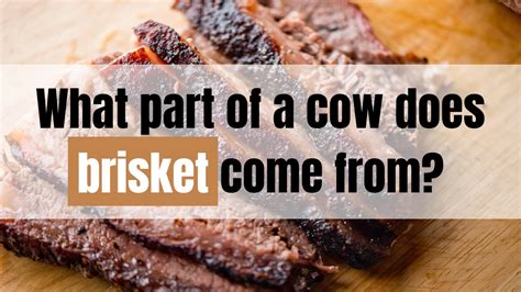 What Animal Does Brisket Come From: A Culinary and Philosophical Inquiry