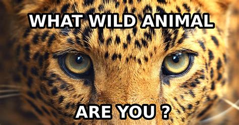 What Kind of Animal Are You Quiz: Unlocking the Wild Within