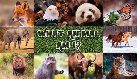 What Wild Animal Am I: A Journey Through the Wilderness of Self-Discovery