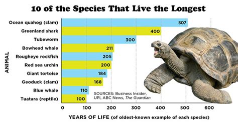 Cual es el animal que vive mas años, and why do we even measure life in years?